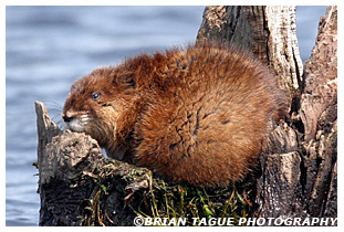 Muskrat