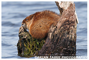 Muskrat