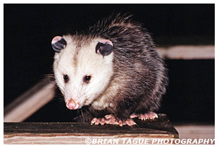Opossum