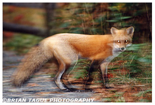 Red Fox