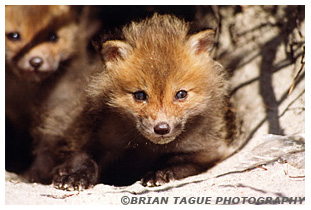 Red Fox kit