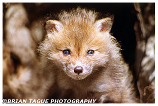 Red Fox kit