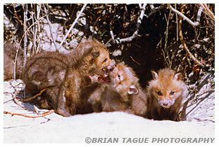 Red Fox Kits