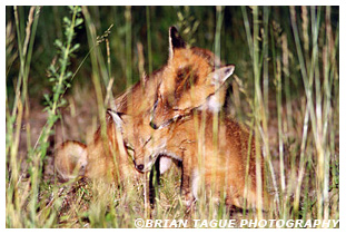 Red Fox mother with kit