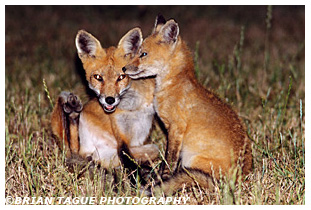 Red Fox mother with kit