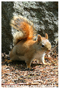  Red Squirrel