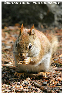  Red Squirrel