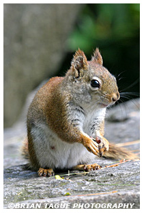  Red Squirrel
