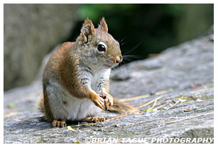  Red Squirrel
