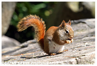  Red Squirrel