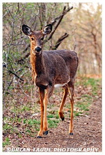 White-Tail Deer