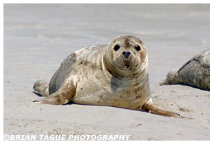 Gray Seal - Chatham