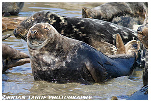 Gray Seal - Chatham