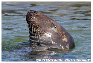 GRAY SEAL - Chatham, MA Cape Cod