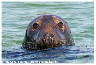 GRAY SEAL - Chatham, MA