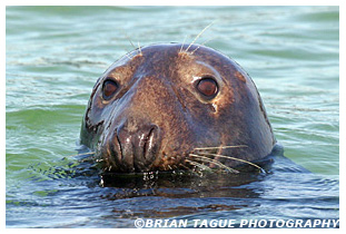 GRAY SEAL - Chatham, MA