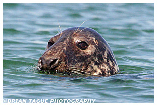 Gray Seal - Chatham