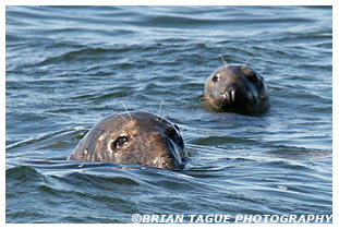 GRAY SEALS - Chatham, MA Cape Cod