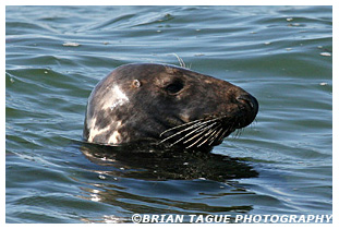 GRAY SEAL - Chatham, MA