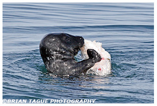 Gray Seal feeding on cod fish