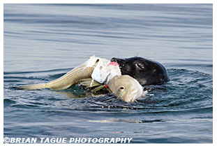 Gray Seal feeding on cod fish