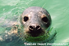 Gray Seal - Chatham, MA