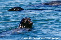 GRAY SEALS - Chatham, MA