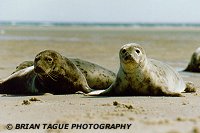 GRAY SEALS - Chatham, MA