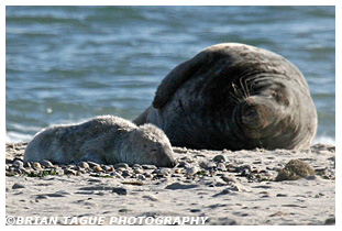 Gray Seal & Pup