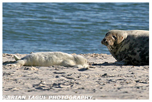 Gray Seal & Pup
