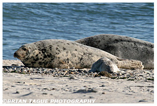 Gray Seal & Pup