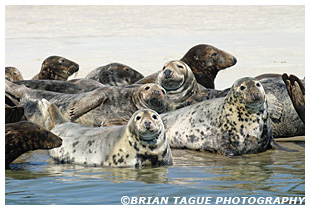 Gray Seals - Chatham Cape Cod