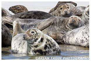 Gray Seals - Chatham Cape Cod