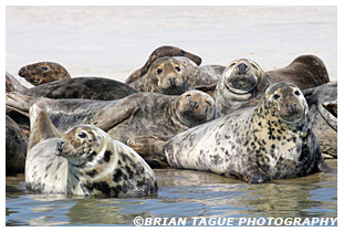 Gray Seals - Chatham Cape Cod
