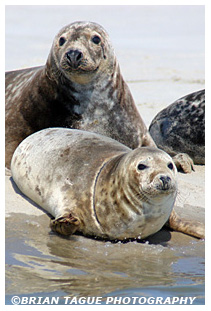 Gray Seals - Chatham