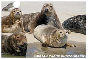Gray Seals - Chatham