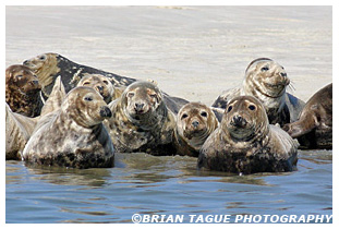 Gray Seals - Chatham