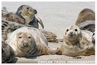 Gray Seals - Chatham