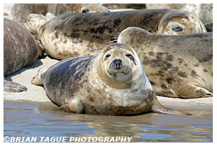 Gray Seals - Chatham