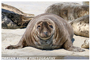 Gray Seal - Chatham