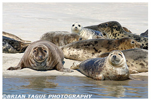 Gray Seals - Chatham