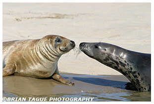 Gray Seals - Chatham Cape Cod