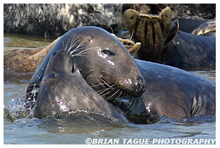 Gray Seals - Chatham
