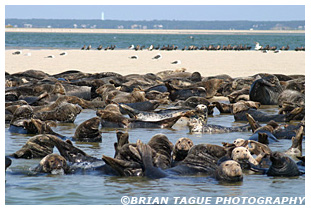 Gray Seals - Chatham