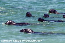 GRAY SEALS - Chatham, MA