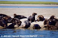 GRAY SEALS - Chatham, MA