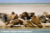 GRAY SEALS - Chatham, MA