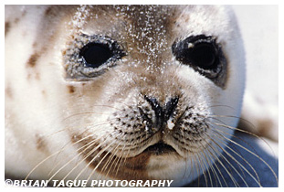 HARBOR SEAL 