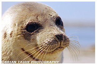 HARBOR SEAL