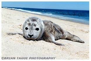 HARBOR SEAL PUP